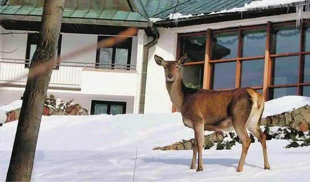 ZAKOPANE. Turyści przy śniadaniu mogą oglądać spore stadko pasących się łań