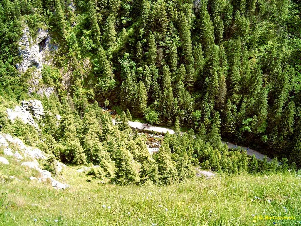 Widok spod Jaskini Raptawickiej na dno Doliny Kościeliskiej (fot. Dariusz Bartoszewski)