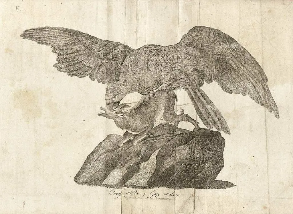 Orzeł i kozica wg ryciny z XIX w. (fot. arch. Muzeum Tatrzańskiego)