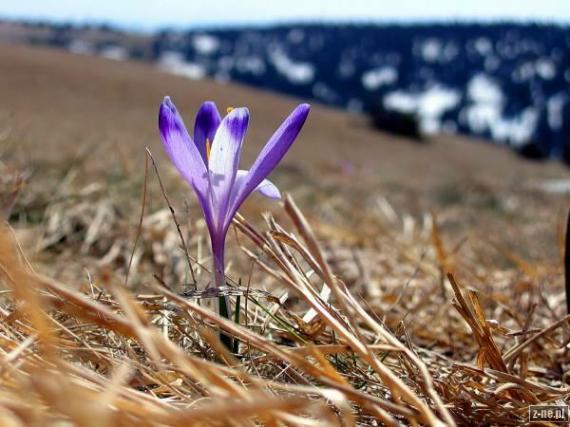 Krokus