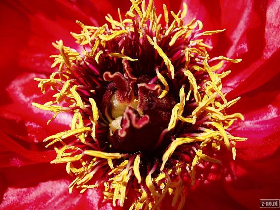 Oko cyklonu, czyli sam środek kwiatu peonii krzewiastej