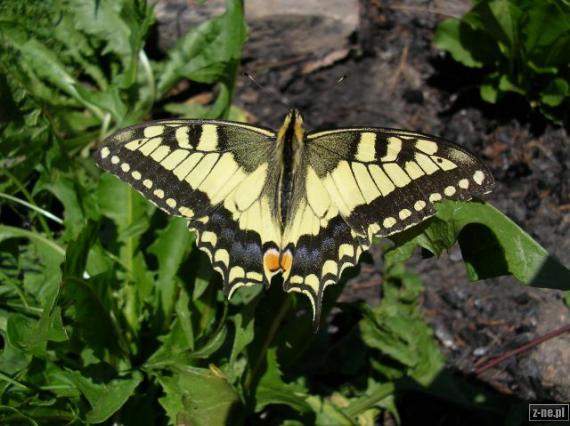 Paź królowej z lotu motyla - Mogielica (Beskid Wyspowy)