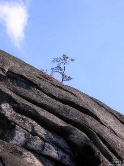 Drzewko na skale