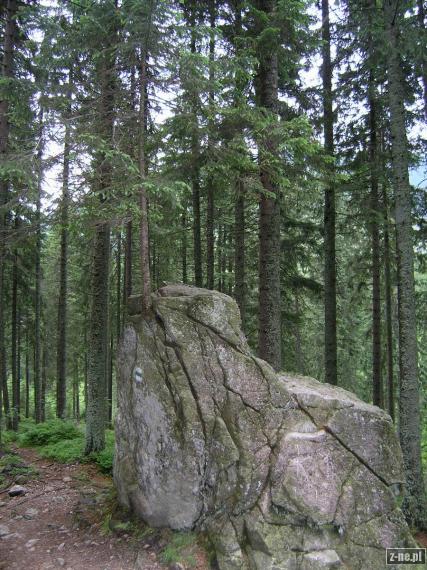 drzewko na skale