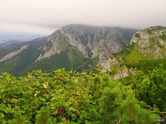 Czerwone porzeczki