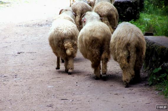 Owce od tyłu