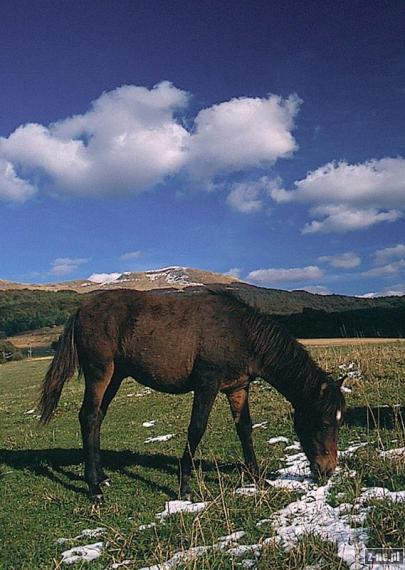Koń rasy huculskiej na łąkach pod Tarnicą