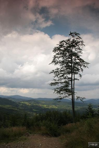 Drzewo w drodze na Halę Krupową - Beskid Żywiecki