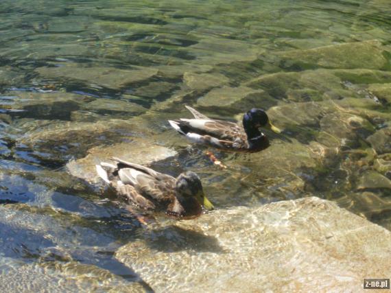 Kaczki pływające na powierchni Czarnego Stawu Gąsienicowego