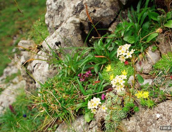 Ogródek skalny w Kobylarzowym Żlebie przy szlaku na Małołączniak