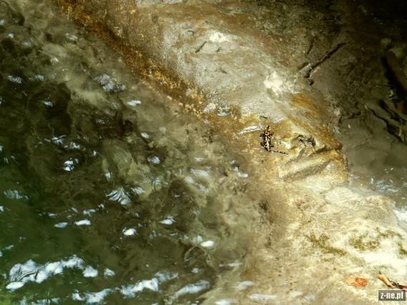 Salamandra v Misovom vodopade