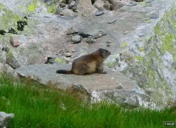 Świstak Marmota marmota