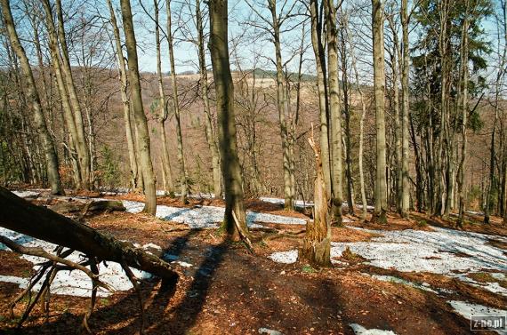 Wiosennny las  w Beskidzie Żywieckim. Widok ze szlaku Wielka Racza - Przegibek