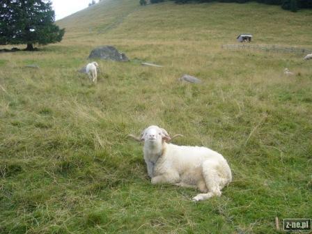 chyba wszyscy poznają gdzie są baranki i owieczki w Tatrach Polski