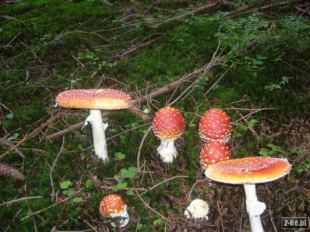 grzybkowa rodzinka w lesie za Rusinową Polaną
