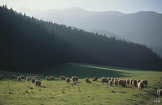 Owce na Wyżniej Miętusiej Kirze