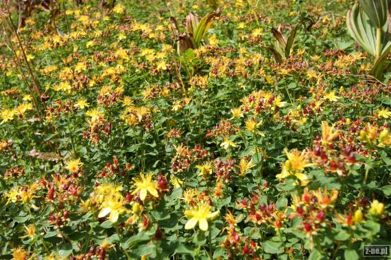 żółte kwiatki pod Gerlachem